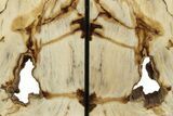 Tall, Petrified Wood (Sequoia) Bookends - Washington #233269-1
